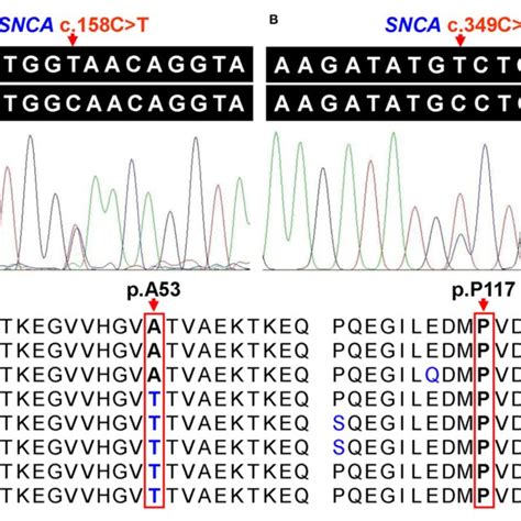 A Sanger Sequencing Of Heterozygous Snca C158ct Pa53v Variant Download Scientific