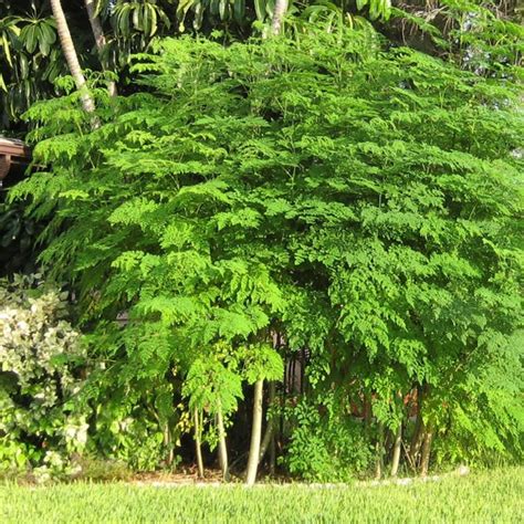 Moringa Oleifera Tree