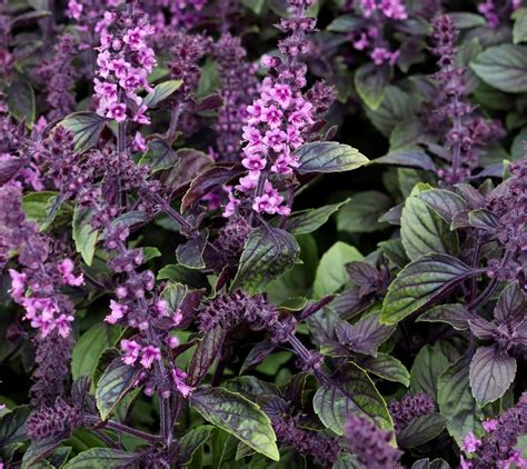 African Blue Basil Ocimum African Blue In The Basils Database