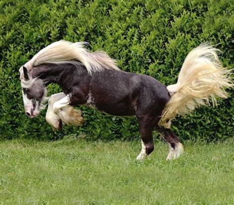 Black Silver Dapple Gypsy Vanner Stallion Its Elvis Photo Asia