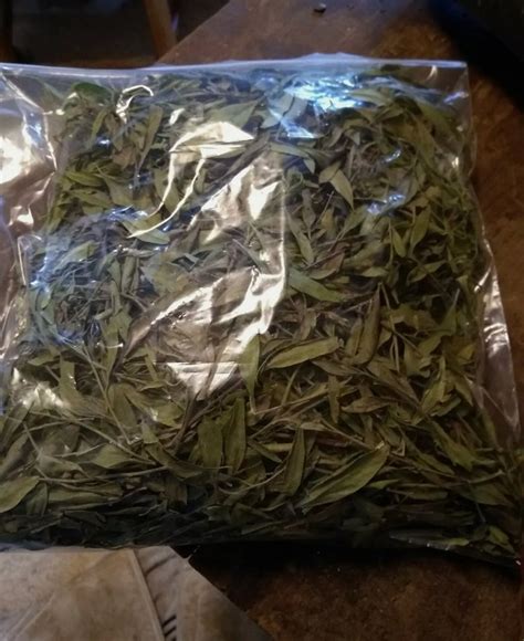 Manglier Tea Mix Dried One Gallon Bag Louisiana Hidden Etsy