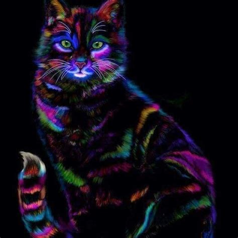 Pin By Jill Moran On Cats Neon Cat Rainbow Cat Beautiful Cats