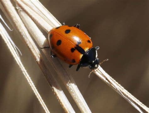 Five Spotted Lady Beetle Vermont Atlas Of Life