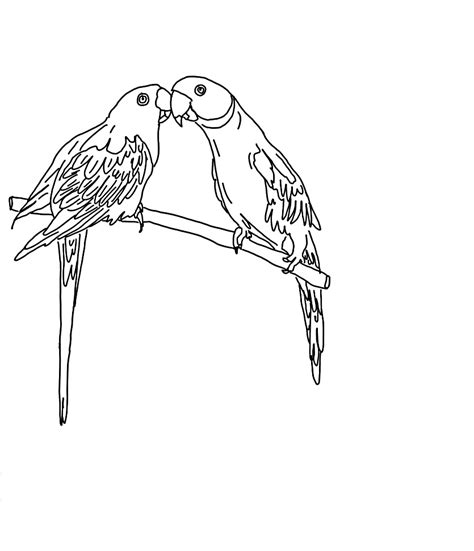 Parrot Coloring Pages For Kids Pictures Animal Place