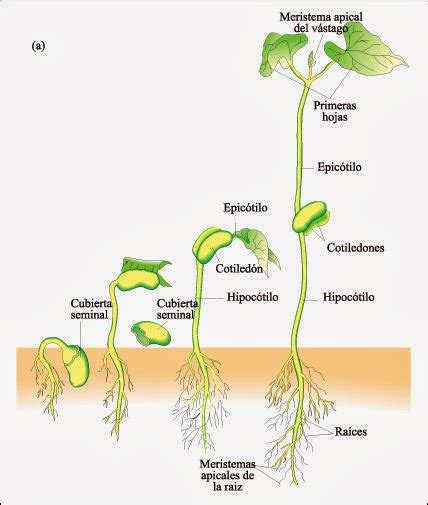 El Crecimiento De Una Planta