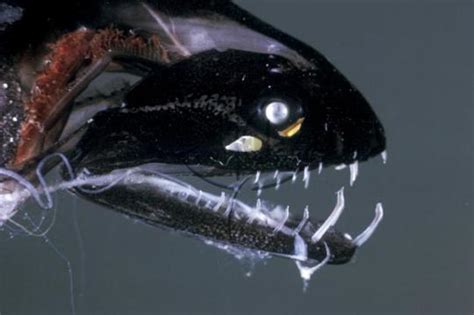 Is usually deep sea fish, that it is able to attract with its light. 7 Unusual Deep Sea Creatures | Animals Zone
