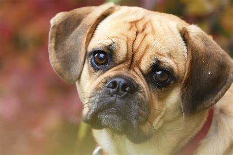 A Complete Guide To The Puggle A Pug Beagle Mix Breed