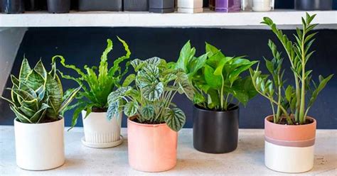 Put These 5 Plants In Your Bedroom And Youll Surely Have Better Sleep