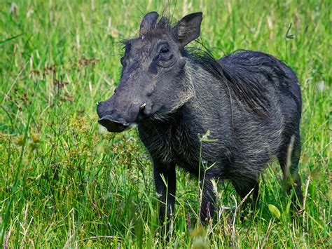 Warthog South African Safari Africa Vacation