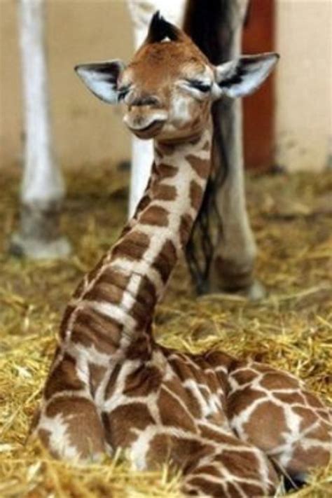 Baby Giraffe Animals Interesting Animals Animals Beautiful