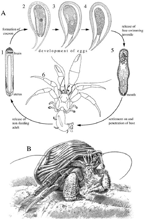 Fecampid Flatworm Parasites Of Hermit Crabs A Diagrammatic Life Cycle Download Scientific