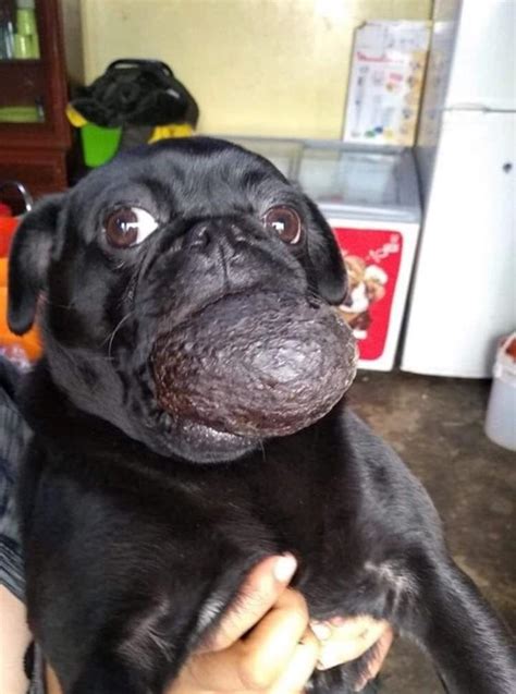 Pug Has Horrible Lip Tumor Last Picture Before Surgery R