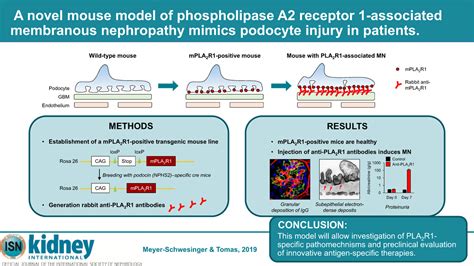 A Novel Mouse Model Of Phospholipase A2 Receptor 1 Associated