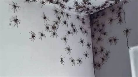 Australian Woman Finds Multiple Spiders In Daughters Room Video May
