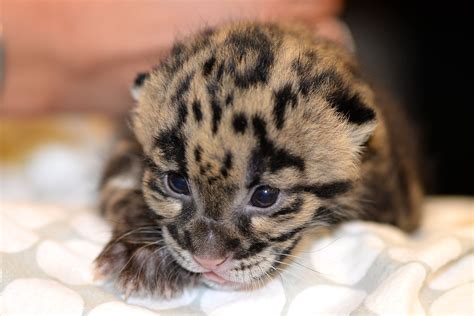 An Endangered Clouded Leopard Kitten Born March 7 At Tampas Lowry