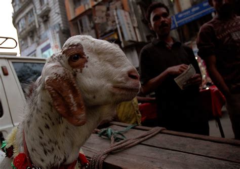 Officials Sacrifice Goats At Kovilpalayam Police Station In Tamil Nadu