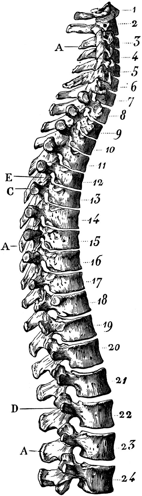 It has a general structure that is modified at different. Human Spinal Column | ClipArt ETC