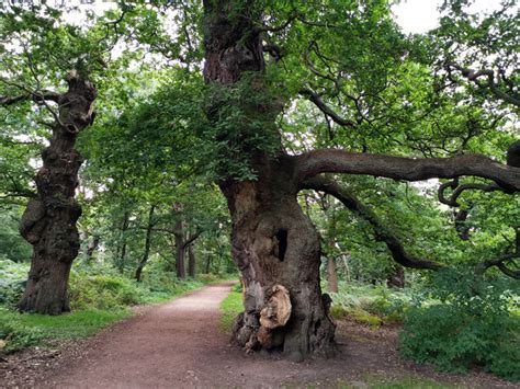 Ancient Oak Trees In Sherwood Forest © Phil Champion Cc By Sa20