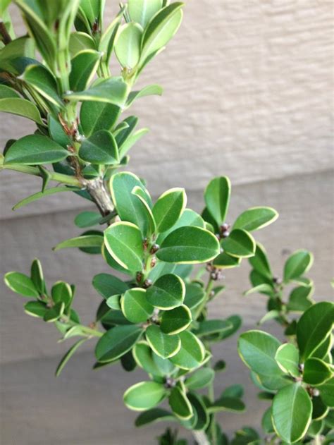 Can Anyone Help Determine What Is Wrong With My Boxwood Rhorticulture