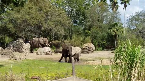 Baby Elephant Stella At Disney Animal Kingdom Youtube