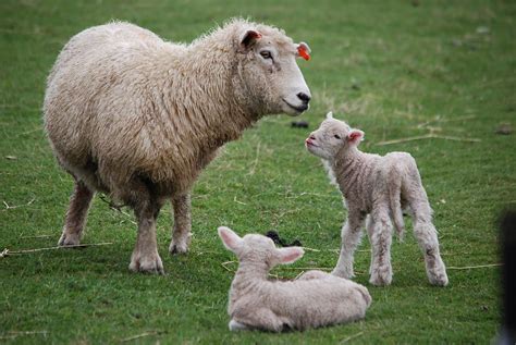 New Zealand Sheep And Baby Lambs Golden Glow