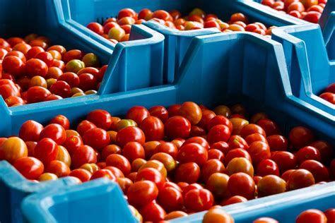 13934624 Cherry Tomatoes In A Crate Ready To Be Shipped Beco