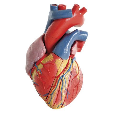 Find Out Our Anatomic Heart Model Human Yoestudiosaludes Daftsex Hd