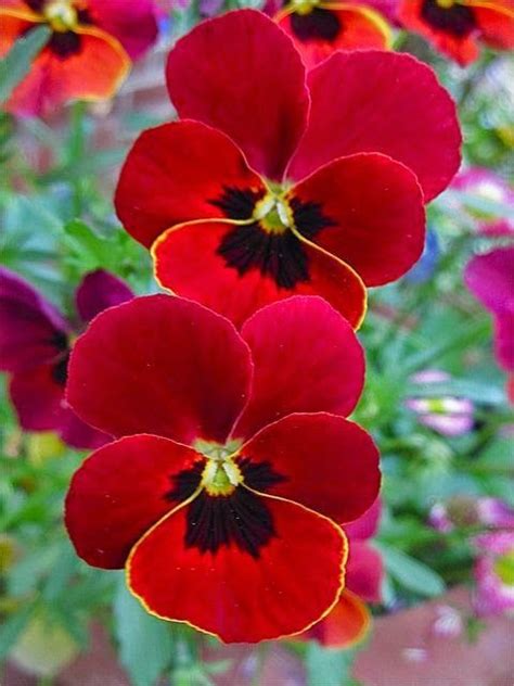 Red Pansies From Beautiful Gorgeous Pretty Flowers กล้วยไม้ ดอกไม้
