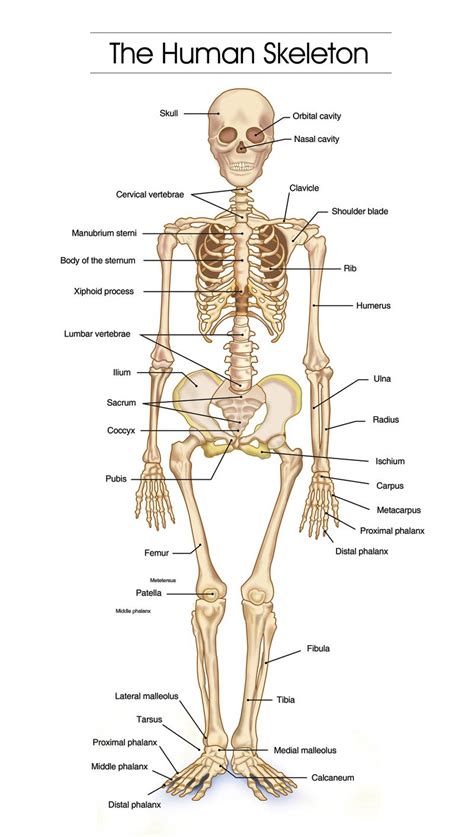 Label The Major Bones Of The Skeleton Posterior View