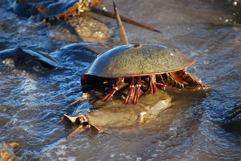 Video Horseshoe Crabs Mate In Annual Beach Orgy Focusing On Wildlife