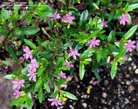 Plantfiles Pictures Mexican Heather False Heather Allyson Deep Rose