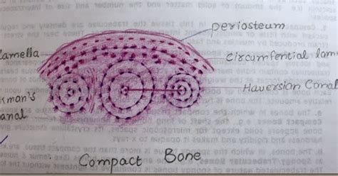 Histology Of Compact Bone Diagram Fruit Microscopic Structure Of
