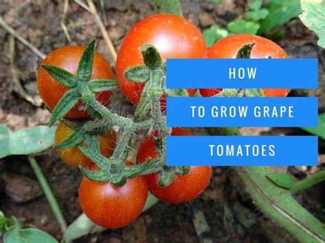 Guide To Growing Grape Tomatoes Gardening Channel