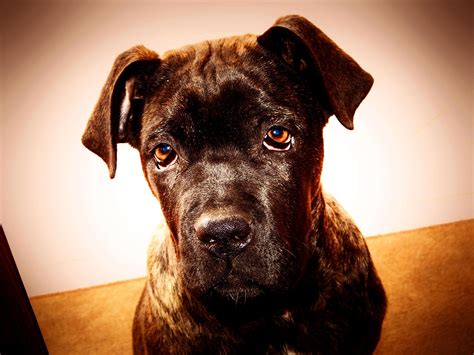 cane Corso, Dog, Animals Wallpapers HD / Desktop and Mobile Backgrounds