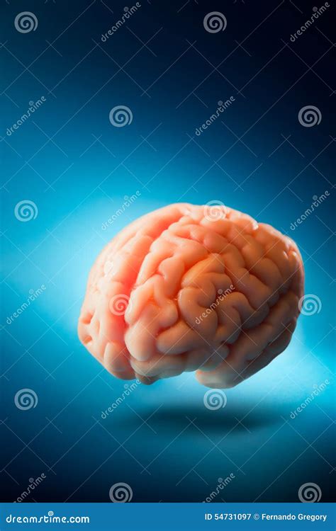 Brain Floating On A Blue Background Selective Focus Stock Image