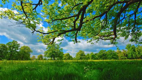 Meadow Summer Tree Surrounded By Greenery Grass Under Cloudy Sky Nature