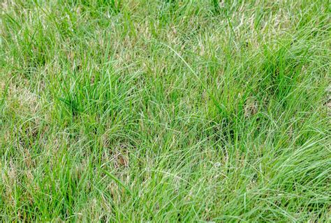 What To Know About Buffalo Grass A Low Maintenance Lawn Option