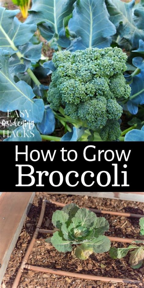 How To Grow Broccoli In Your Garden Easy Gardening Hacks