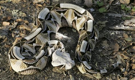 Gaboon Viper Bitis Gabonica About Animals