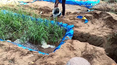 Reed Bed Technology For Sewage Water Treatment Youtube