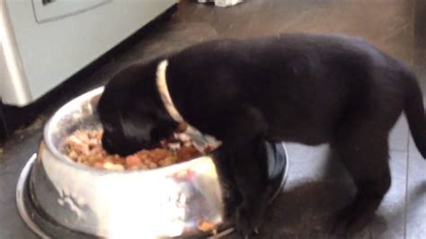 We just brought our new puppy home 3 days ago, we got her from a reputable import line breeder. 25 day old black Labrador puppies steal solid food - YouTube