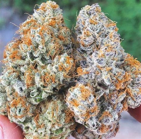 A force or influence that stretches, pulls, or puts pressure on something, sometimes causing…. 10 Best Cannabis Strains from California in 2020