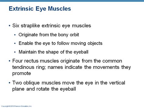 Extrinsic Eye Muscles
