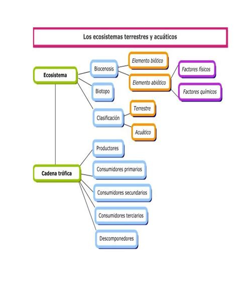 Mapa Conceptual Sobre Ecosistema Y Tipos De Ecosistemas Brainlylat