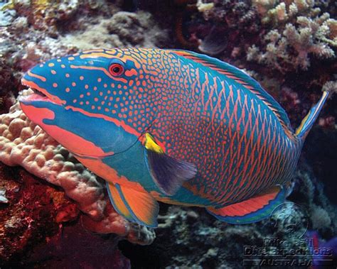 Parrotfish Coral Reef Fish Underwater Creatures Underwater Life Ocean