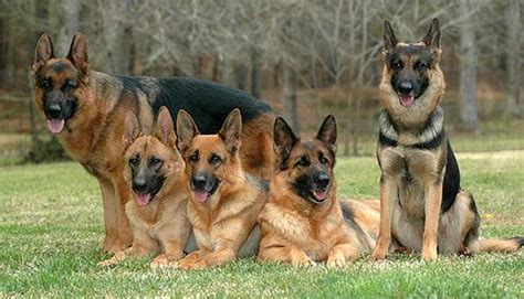Facts About German Shepherd 9 Facts Discussed