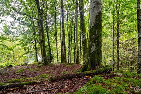 Scenic Shot Of A Dense Forest Covered In Bright Green Moss Stock Image