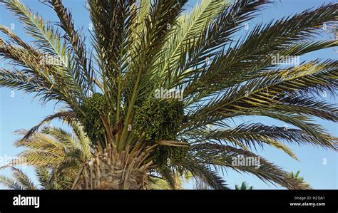African Palm Tree On Cape Verde Stock Photo Alamy