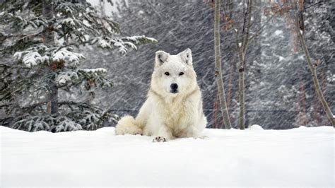 White Wolf Animals Wallpaper 38718346 Fanpop
