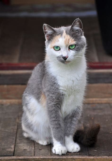 Dilute Calico Cat Breeds Pets Lovers